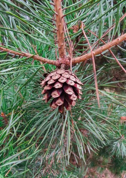 Cones de pinho marrom pendurados em um ramo . — Fotografia de Stock