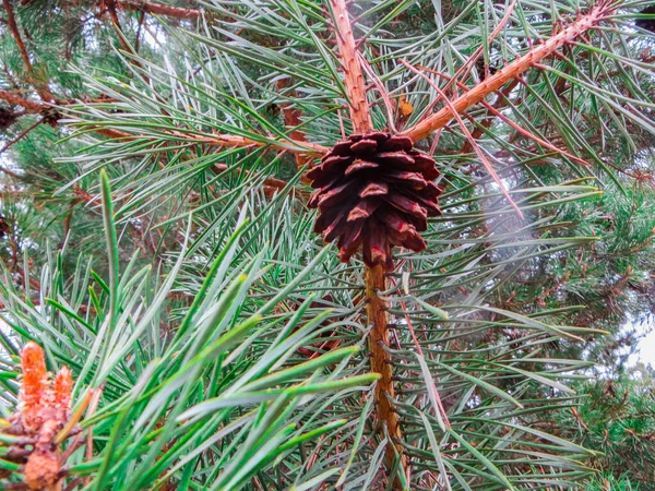 枝に吊るされた褐色の松の実. — ストック写真