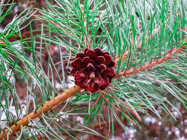 Brown pine cones hanging on a branch. — Stock Photo, Image