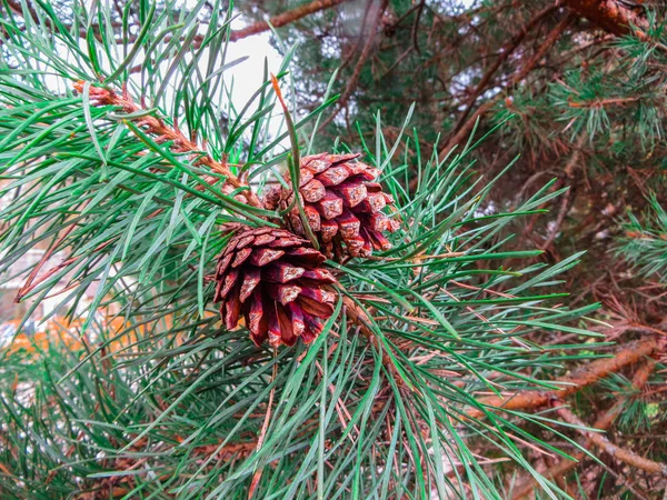 Cônes de pin brun accrochés à une branche . — Photo