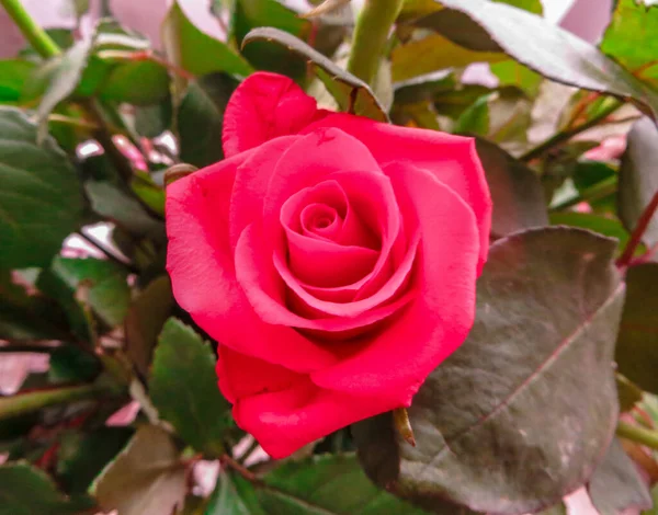 Piękny czerwony kwiat róży i zielone liście. — Zdjęcie stockowe