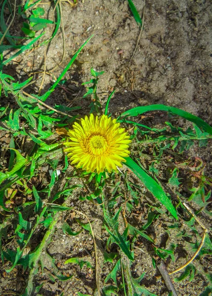 Os dentes-de-leão amarelos em um prado no início da primavera em abril — Fotografia de Stock