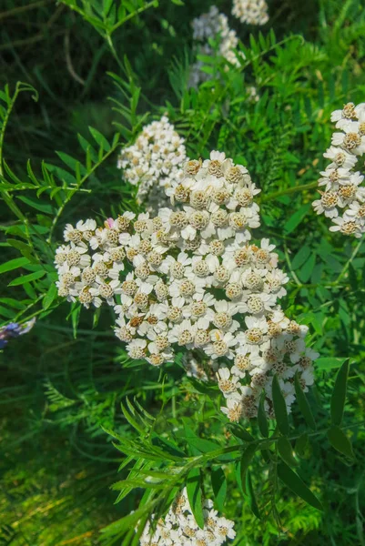 Infiorescenza bianca di fiori di achillea bianca in estate . — Foto Stock