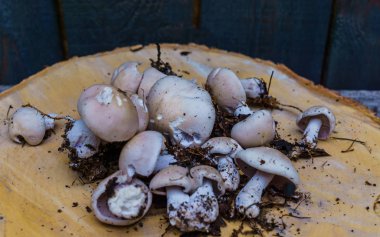 Sonbahar mantarları huş ağacından bir çemberde yatıyor..