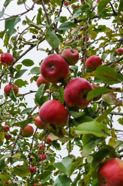 Bahçede meyve ağırlığı altında bükme elma ağaçlarının dalları.