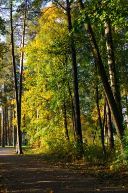 Sonbahar orman doğası. Renkli bir ormanda canlı bir sabah. Ağaçların arasından güneş ışınları geçiyor. Güneş ışığıyla doğanın manzarası.