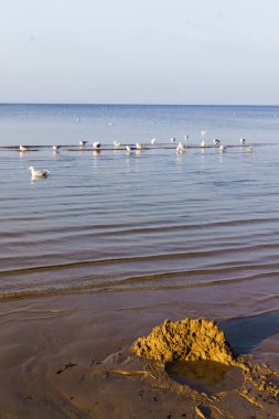Letonya doğası. Riga Körfezi 'nin batı kıyısında güneşli sıcak bir gün..