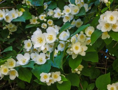 Bahçedeki yasemin çiçeklerine yaklaş.