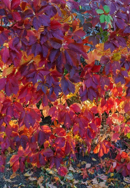Hojas rojas de otoño de uvas silvestres cuelgan de la cerca. ornamento de otoño para el calendario . — Foto de Stock