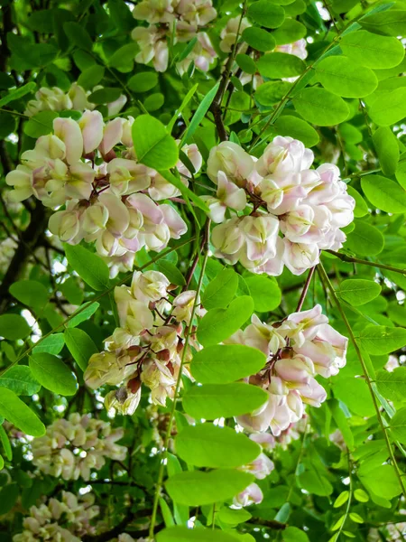 Valkoinen vaaleanpunainen akaasia kukkia alkukesästä . — kuvapankkivalokuva