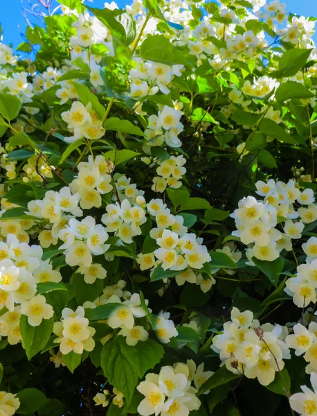 Primer plano de flores de jazmín en un jardín. —  Fotos de Stock