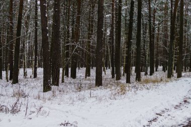 Çam ormanı karla kaplı. Kış manzarası.