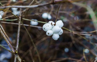 Kış ormanlarında çıplak dallarda beyaz böğürtlenler. Kış ormanlarında çıplak dallarda beyaz dutlar..