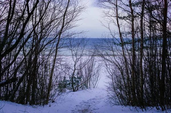 Hófehérke elaludt a Balti-öböl dűnéin és fenyőin. Téli táj. — Stock Fotó