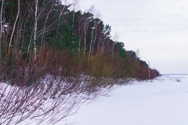 Nieve cayó dunas dormidas y pinos de la bahía del Báltico. Paisaje invierno . — Foto de Stock