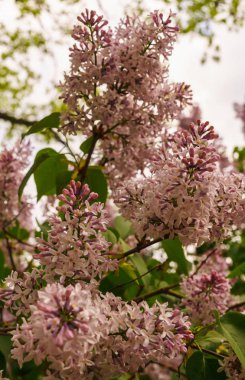 Bahar gökyüzü arka plan karşı nazik pembe mor Lila bush ile yaprakları.