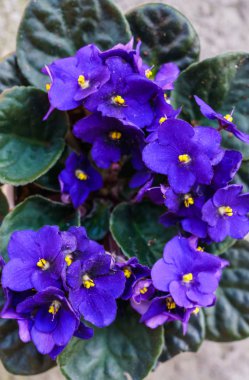 Menekse African Violet ev bitkisi çiçek