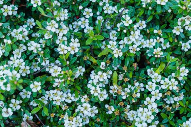 Baharat bahçesi için bahar beyazı çiçekler..