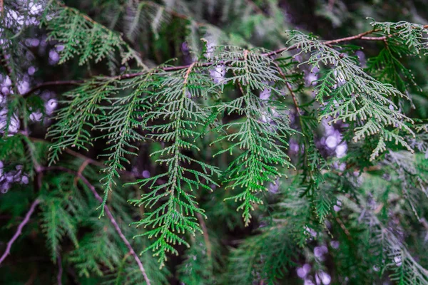 Groene cipressen takken na vorst in de winter. — Stockfoto