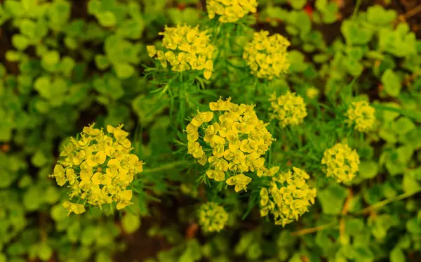 Bloeit met gele bloemen te versieren van een tuin bloem bed. — Stockfoto