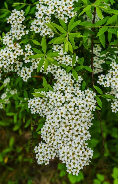 Fleurs blanches de Spirea dans le parc. Arbuste Spirea recouvert de fleurs . — Photo