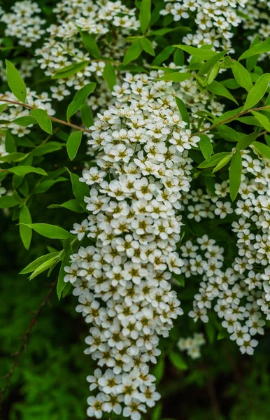 Fleurs blanches de Spirea dans le parc. Arbuste Spirea recouvert de fleurs . — Photo