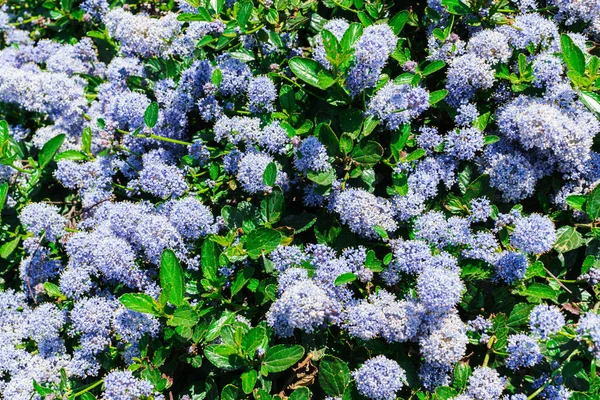 Цветы очень похожи на голубые гортензии . — стоковое фото