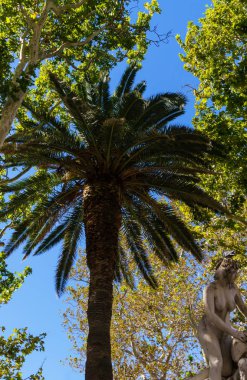 Dubrovnik, Hırvatistan, Dubrovnik'te güzel palma. Eylül 2018.