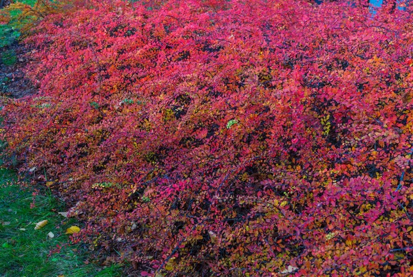 Декоративные кусты барбарис с огненными листьями и красными ягодами. Осенний пейзаж . — стоковое фото