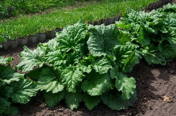 Green leaves of a rhubarb on a bed in the spring. First vitamins. — Stock Photo, Image