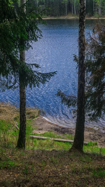 Het blauwe water van het bosmeer is zichtbaar door de pijnbomen. — Stockfoto