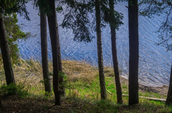 Het blauwe water van het bosmeer is zichtbaar door de pijnbomen. — Stockfoto