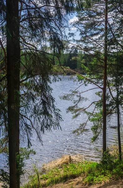 Het blauwe water van het bosmeer is zichtbaar door de pijnbomen. — Stockfoto
