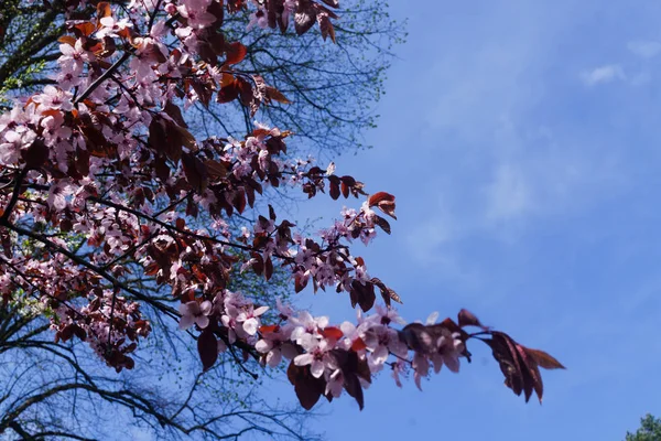 Cherry branches with pink flowers against a blue sky in early spring. — Stock Photo, Image