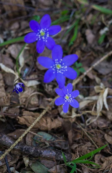 As primeiras flores roxas do Hepatika fazer o seu caminho através das folhas do ano passado na floresta, no início da primavera . — Fotografia de Stock