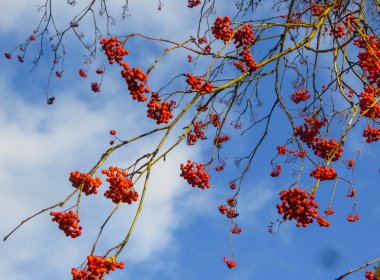 Sonbaharın sonlarında gökyüzünün arka planına karşı, dağ küllerinden arta kalan kırmızı dutlar..
