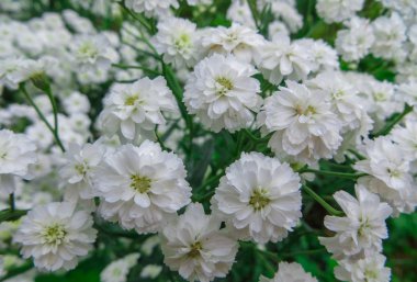 Yaz çiçekleri. Bahçedeki farklı güzel beyaz çiçekler. .