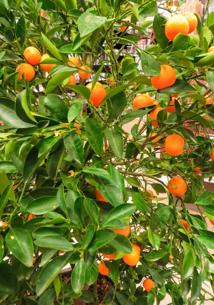 Mandarin tree with orange mandarins, sold in the store.