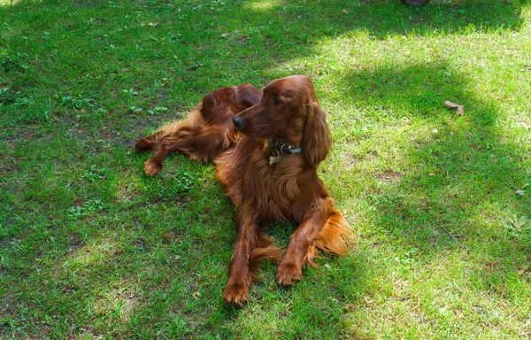 Chien de races satter, couleur marron sur la pelouse . — Photo