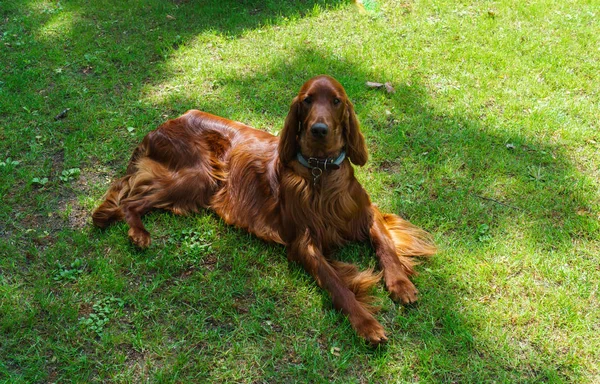 Köpek doymuş, çimlerde kahverengi renk üretir.. — Stok fotoğraf
