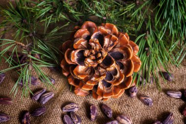 Masada soyulmuş fındıklı sedir konisi..