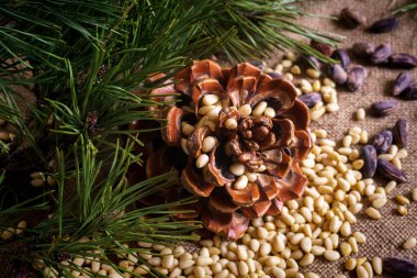 Masada soyulmuş fındıklı sedir konisi..
