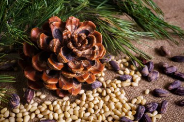 Masada soyulmuş fındıklı sedir konisi..