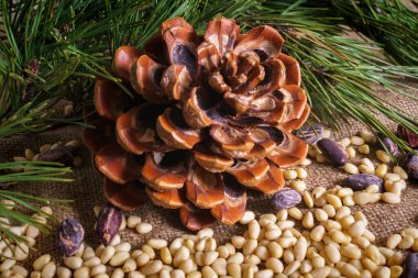 Masada soyulmuş fındıklı sedir konisi..