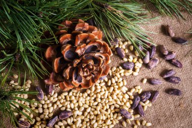 Masada soyulmuş fındıklı sedir konisi..