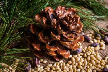 Masada soyulmuş fındıklı sedir konisi..