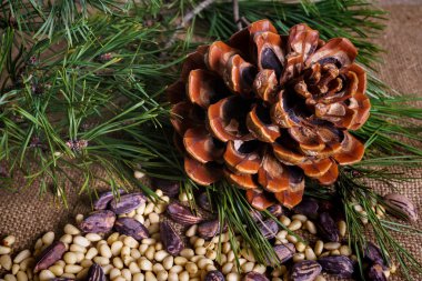 Masada fındıklı sedir konileri.