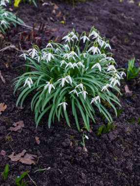 Kardelen erken Bahar ormanda. Çayır kır çiçekleri.