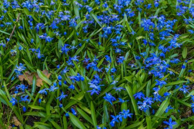 Sibirya woodland erken Bahar mavi mavi çiçeklenir çiçeklenme.