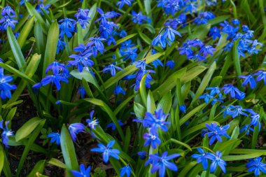 Sibirya woodland erken Bahar mavi mavi çiçeklenir çiçeklenme.